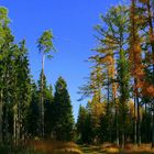 Wanderweg vor blauem Himmel