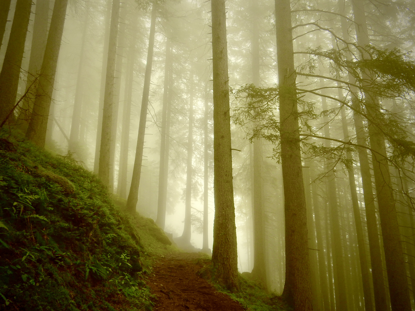 Wanderweg Waldiberg - Golzern