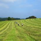 Wanderweg weggemäht