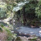 Wanderweg zu den Whangarei Falls