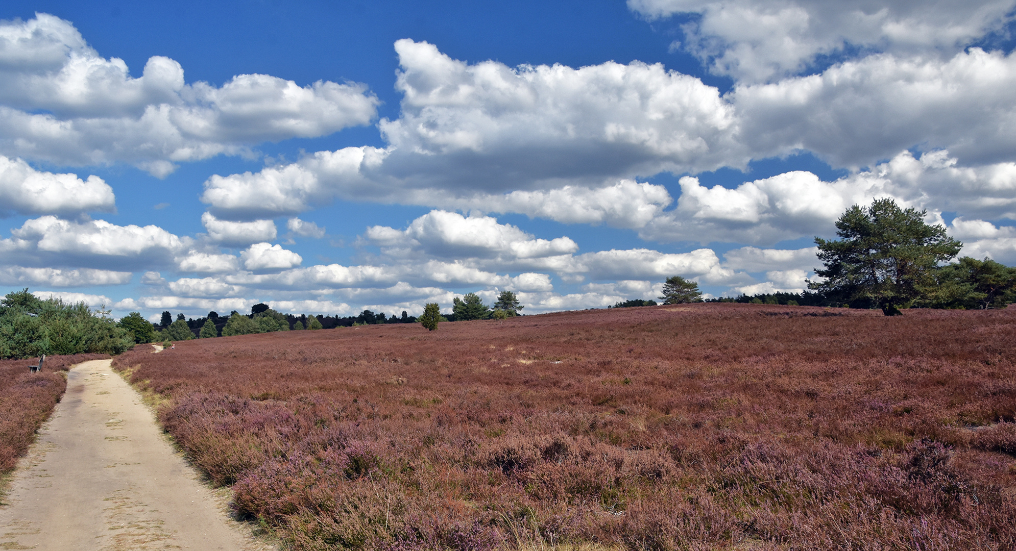 Wanderweg zum Wilseder Berg...