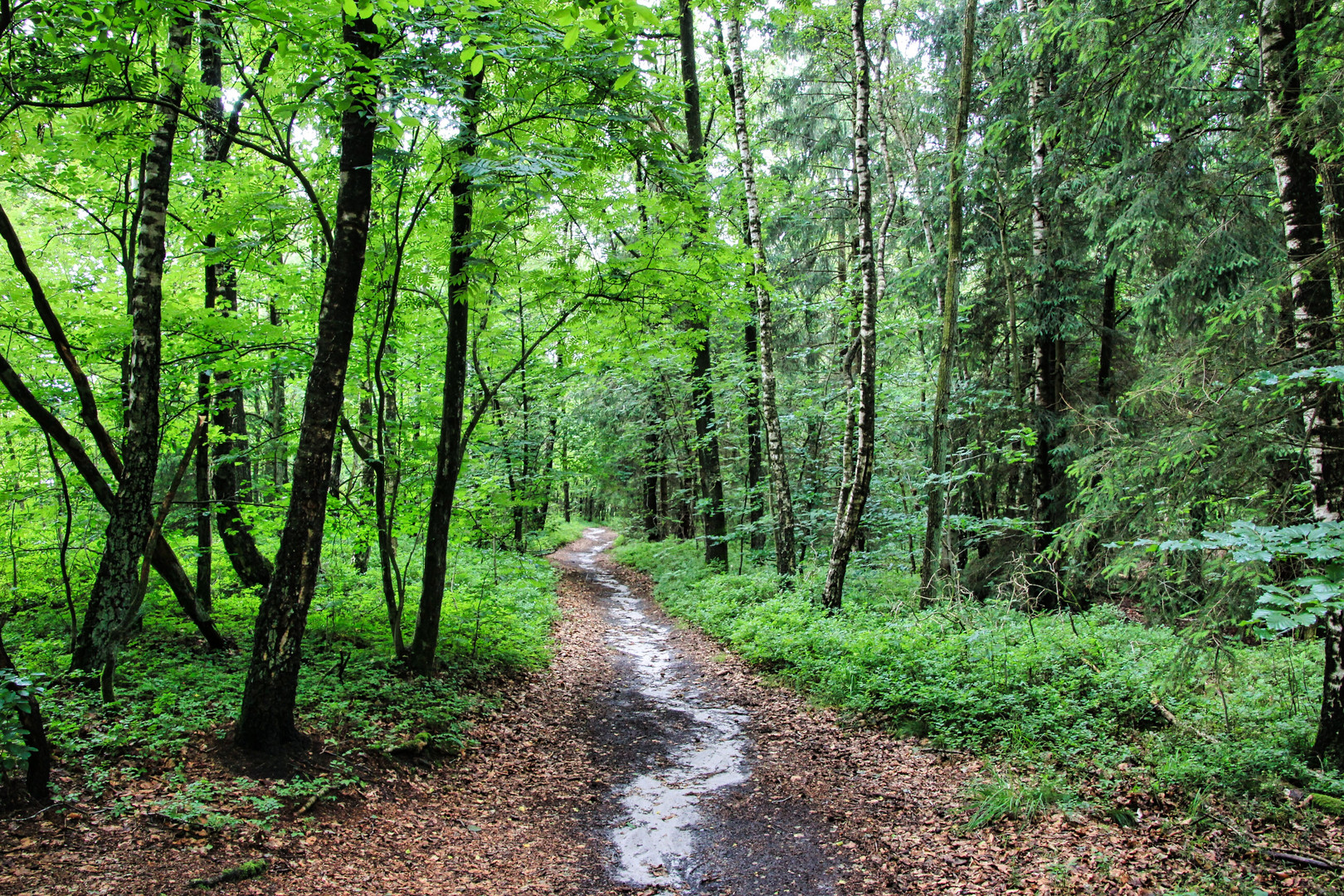 Wanderweg/Boxberg (Aukrug)