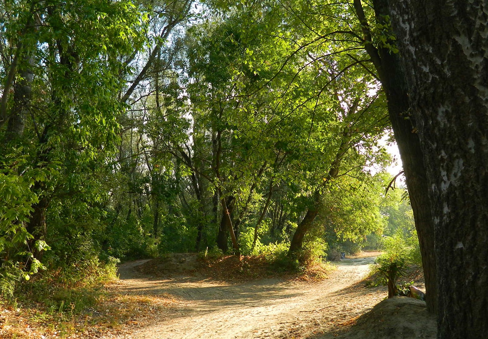 Wanderwege im Wald