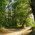 Wanderwege im Wald