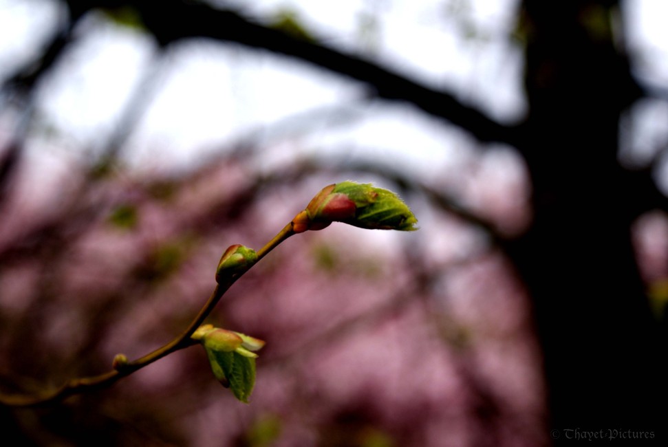 Wandlung ist notwendig wie die Erneuerung der Blätter im Frühling.