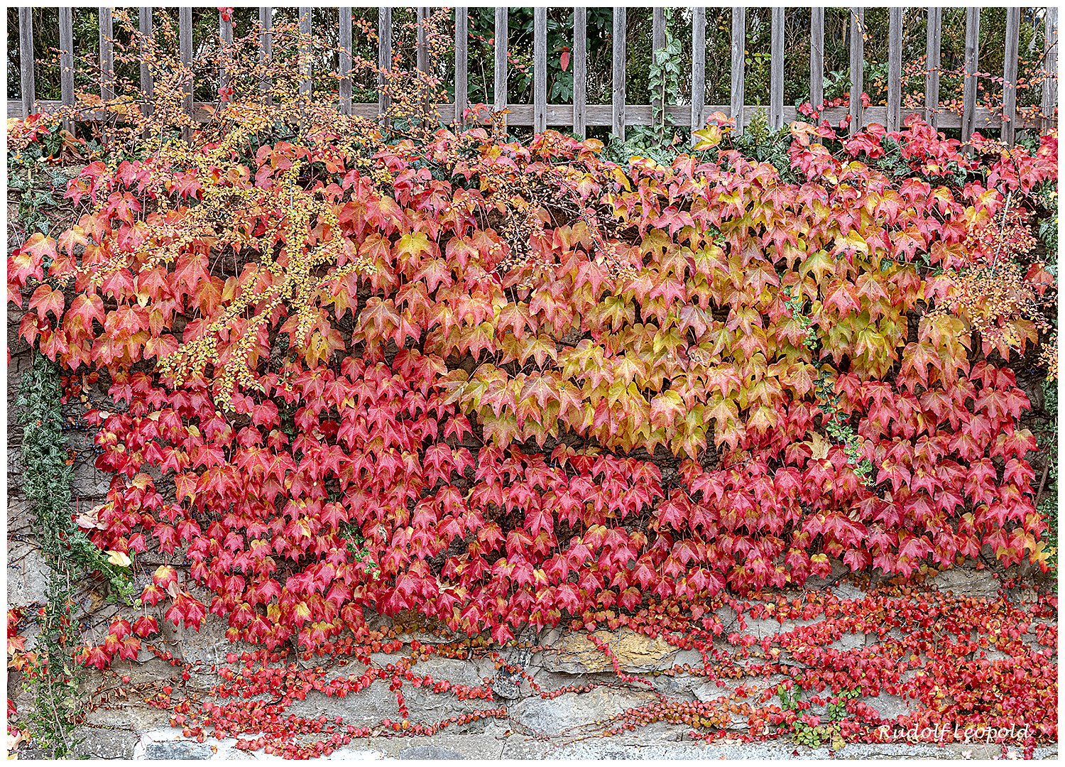 Wandschmuck im Herbst