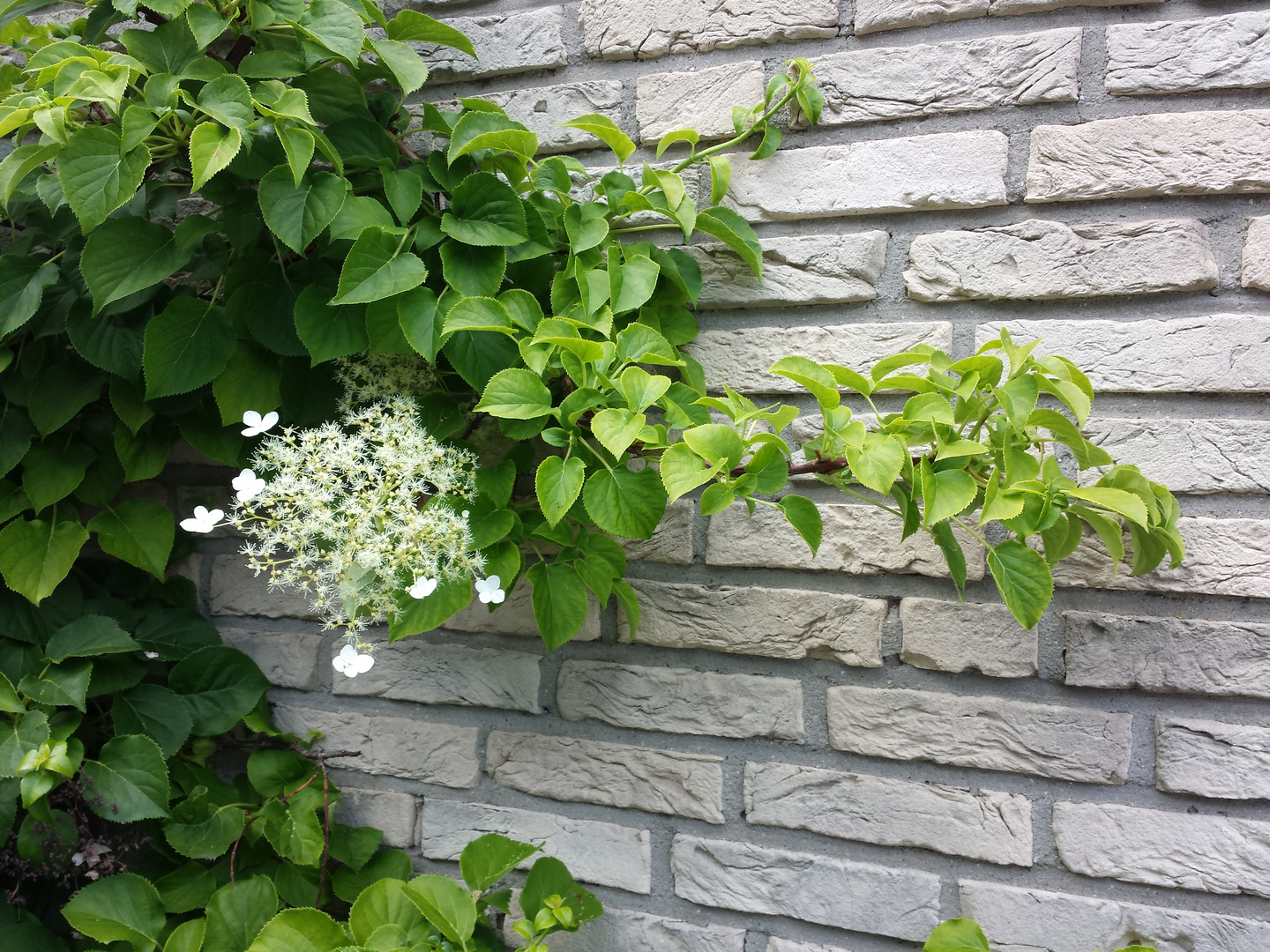 Wandschmuck: Unsere Kletterhortensie