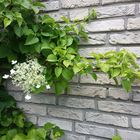 Wandschmuck: Unsere Kletterhortensie