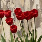 Wandteppich aus Tulpen