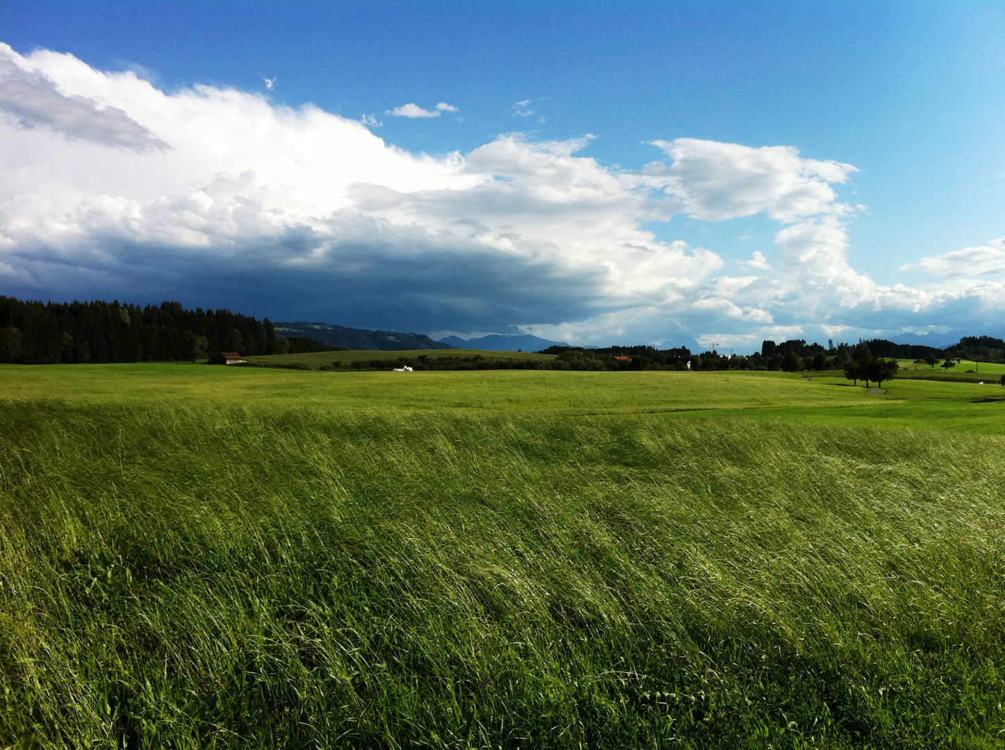 Wangen im Allgäu