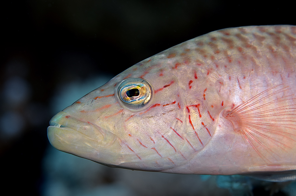 Wangenstreifen-Prachtlippfisch (Oxycheilinus digramma)