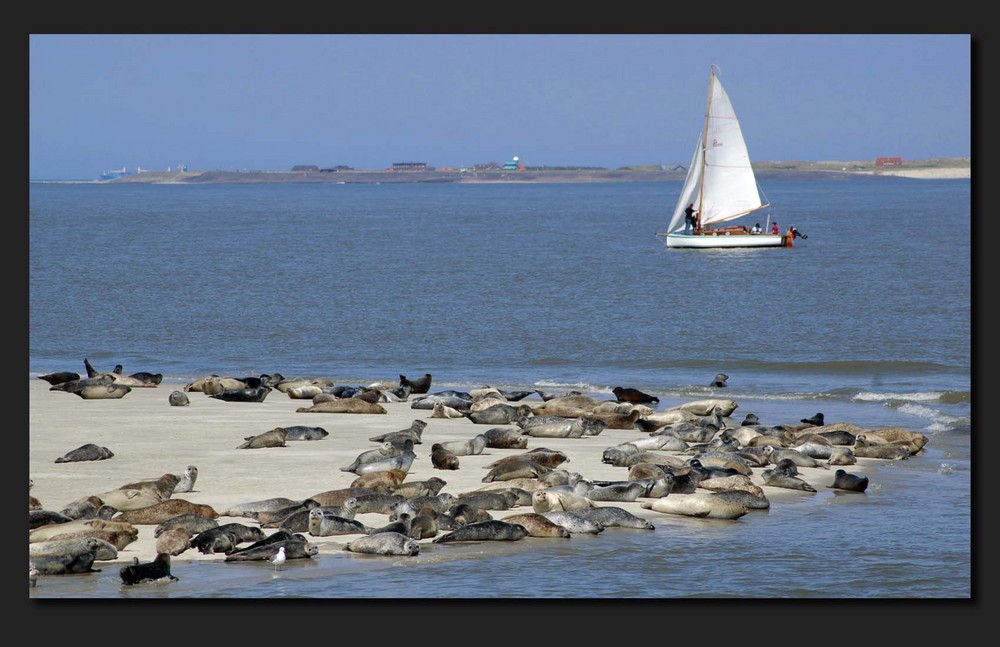 Wangeroo Nordsee