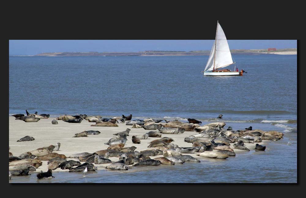 Wangeroo Nordsee (elab)