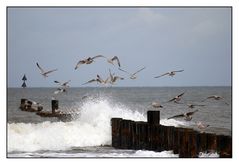 Wangerooge 2009 _ Möwenschwarm