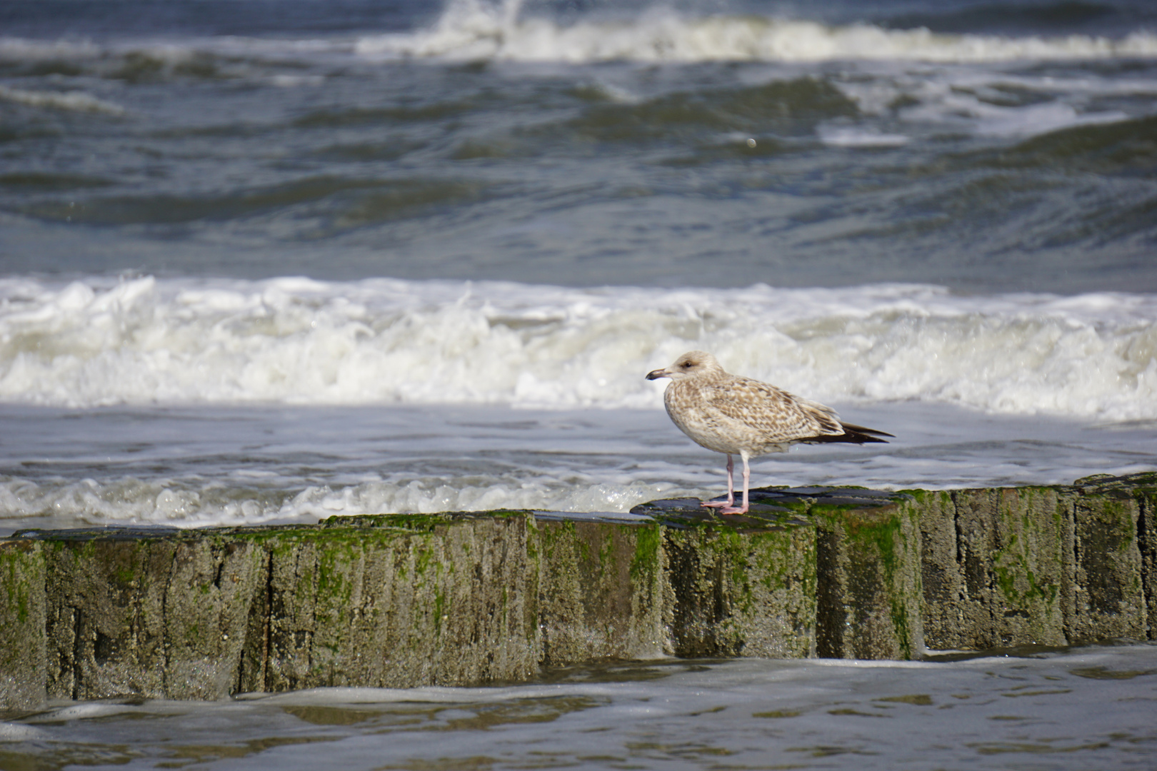 Wangerooge am Meer