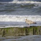 Wangerooge am Meer