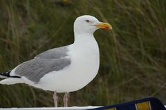 Wangerooge, auch mal kitschig...