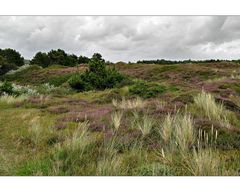 Wangerooge - Heidelandschaft