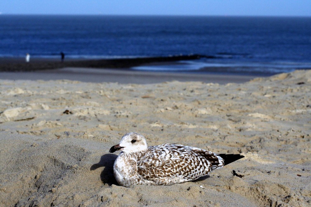 Wangerooge II