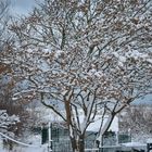 Wangerooge im Schnee