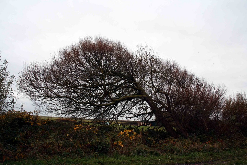 Wangerooge XIII