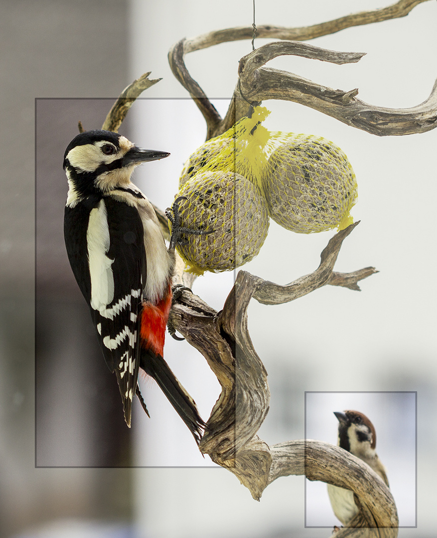Wann ... Foto & Bild | natur, vogel, füttern Bilder auf ...