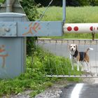 Wann die Schranke wohl hochgeht ?