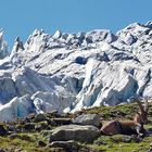 Wann ewrwischt man sie schon mal vor dem Feegletscher !