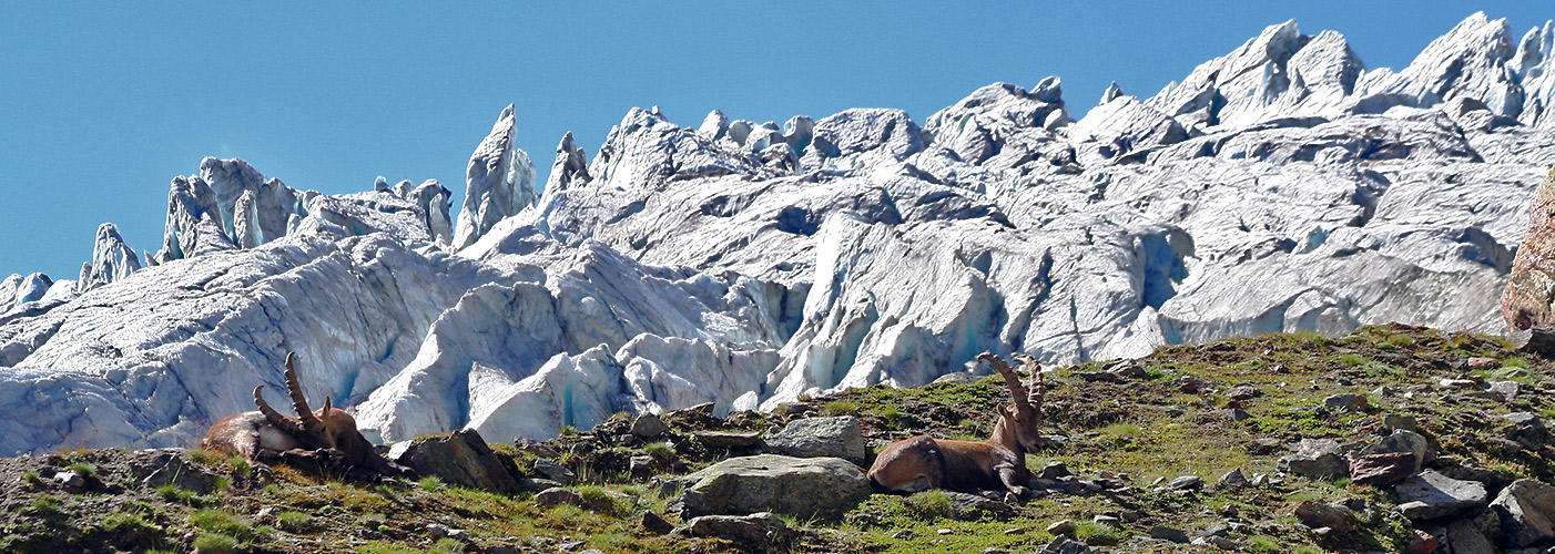 Wann ewrwischt man sie schon mal vor dem Feegletscher !