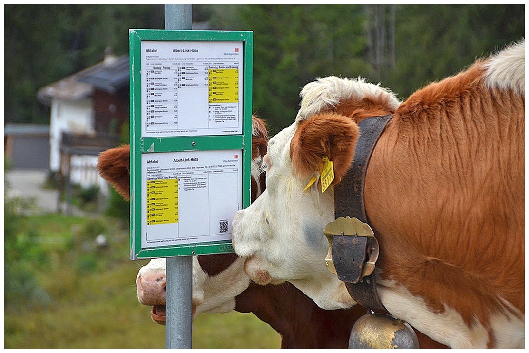 ...wann fährt denn nun der nächste Bus