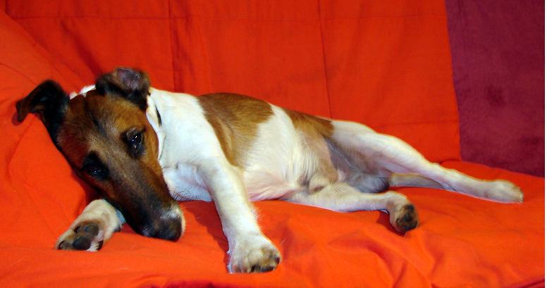 Wann Gehen Wir Ins Bett Foto Bild Tiere Haustiere Hunde