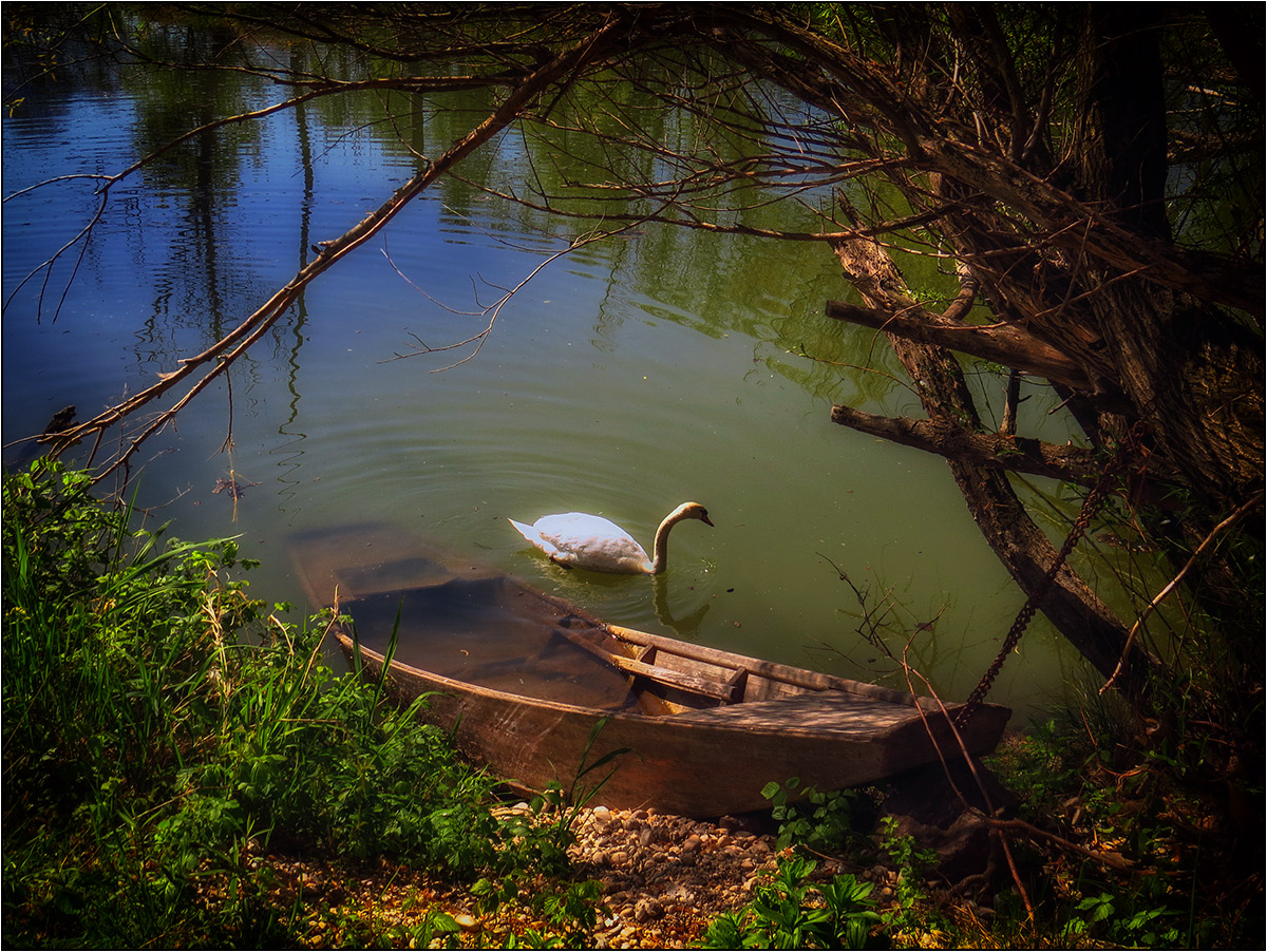 Wann geht der nächste Schwan?