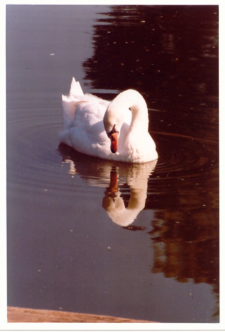 Wann geht der nächste Schwan?