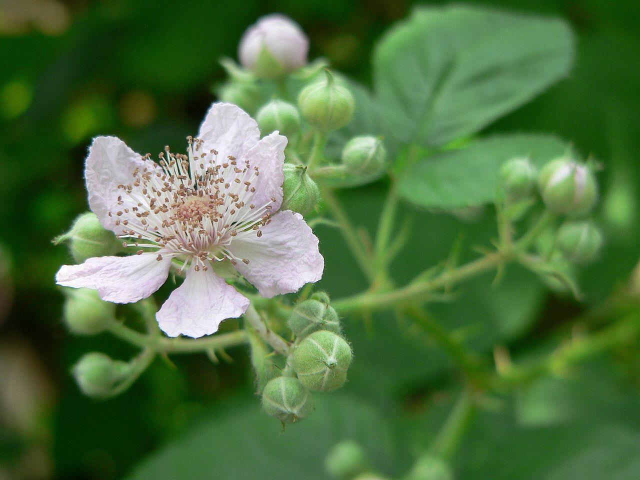 wann gibt's Brombeeren?