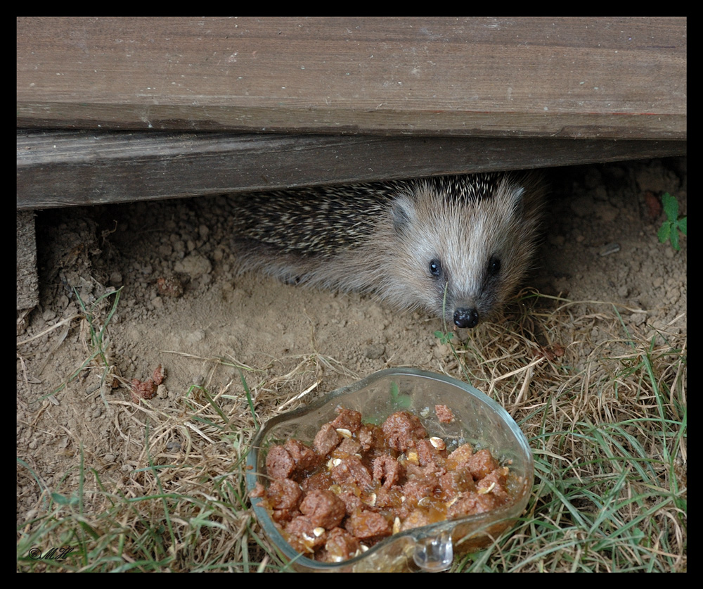 Wann gibt´s denn endlich was zu futtern?