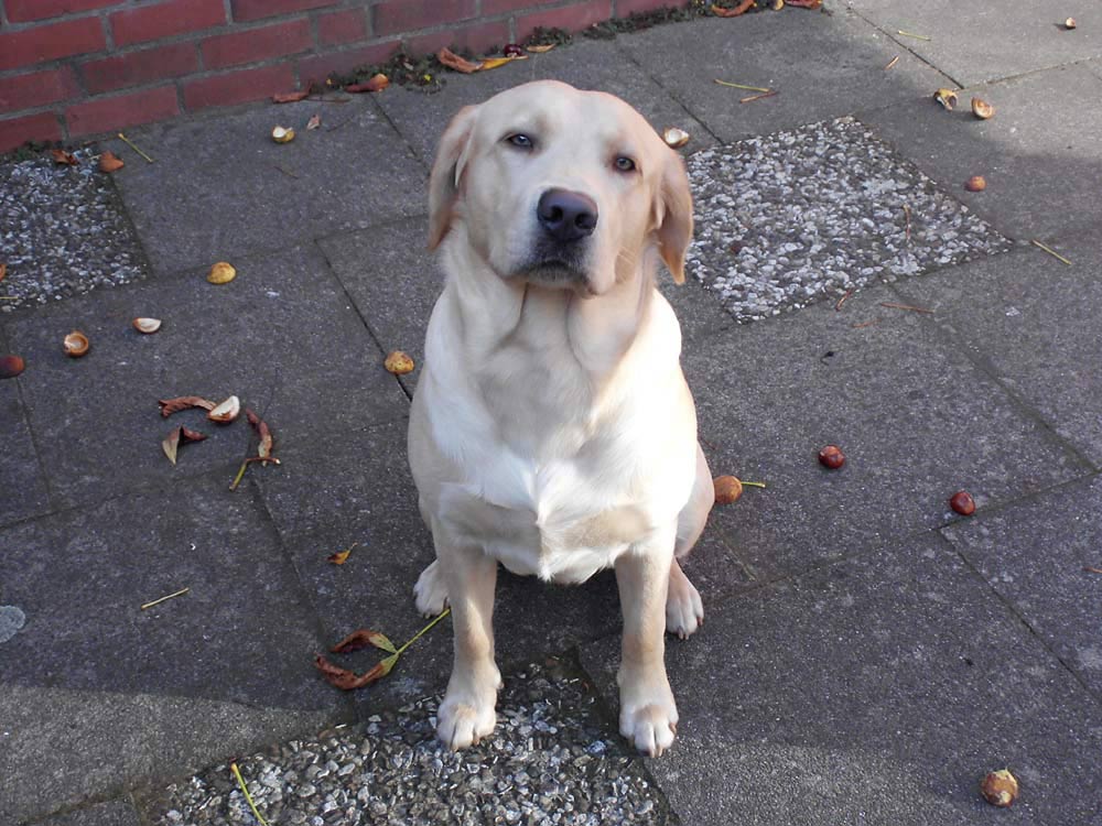 Wann gibt´s denn Geschenke Foto & Bild tiere, haustiere, hunde Bilder