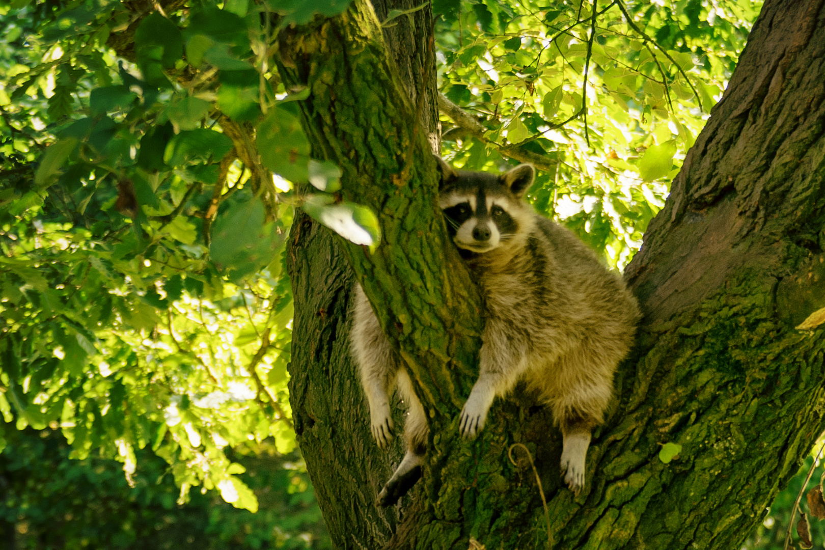 Wann Gibt S Essen Foto Bild Faul Natur Tier Bilder Auf
