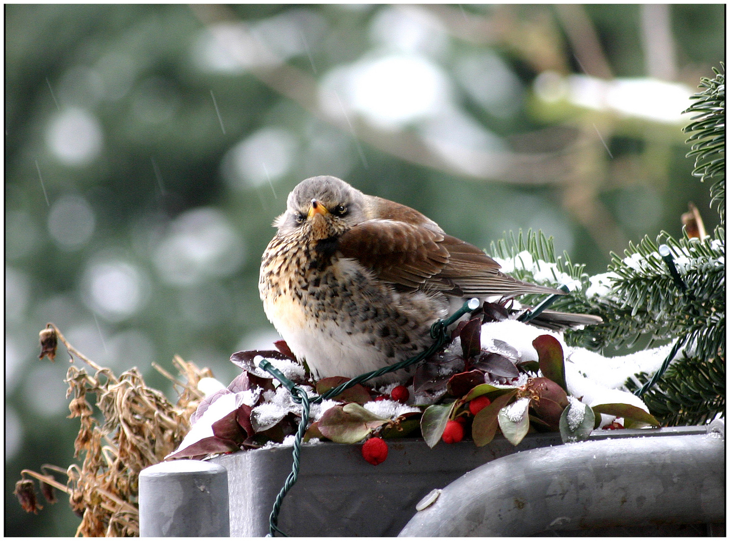 Wann ist der Winter endlich vorbei ?