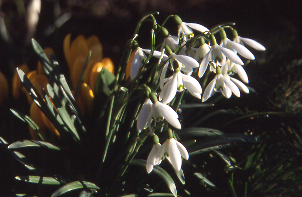 Wann ist endlich Schluss mit dem Winter? Wir wollen Blumen sehen!