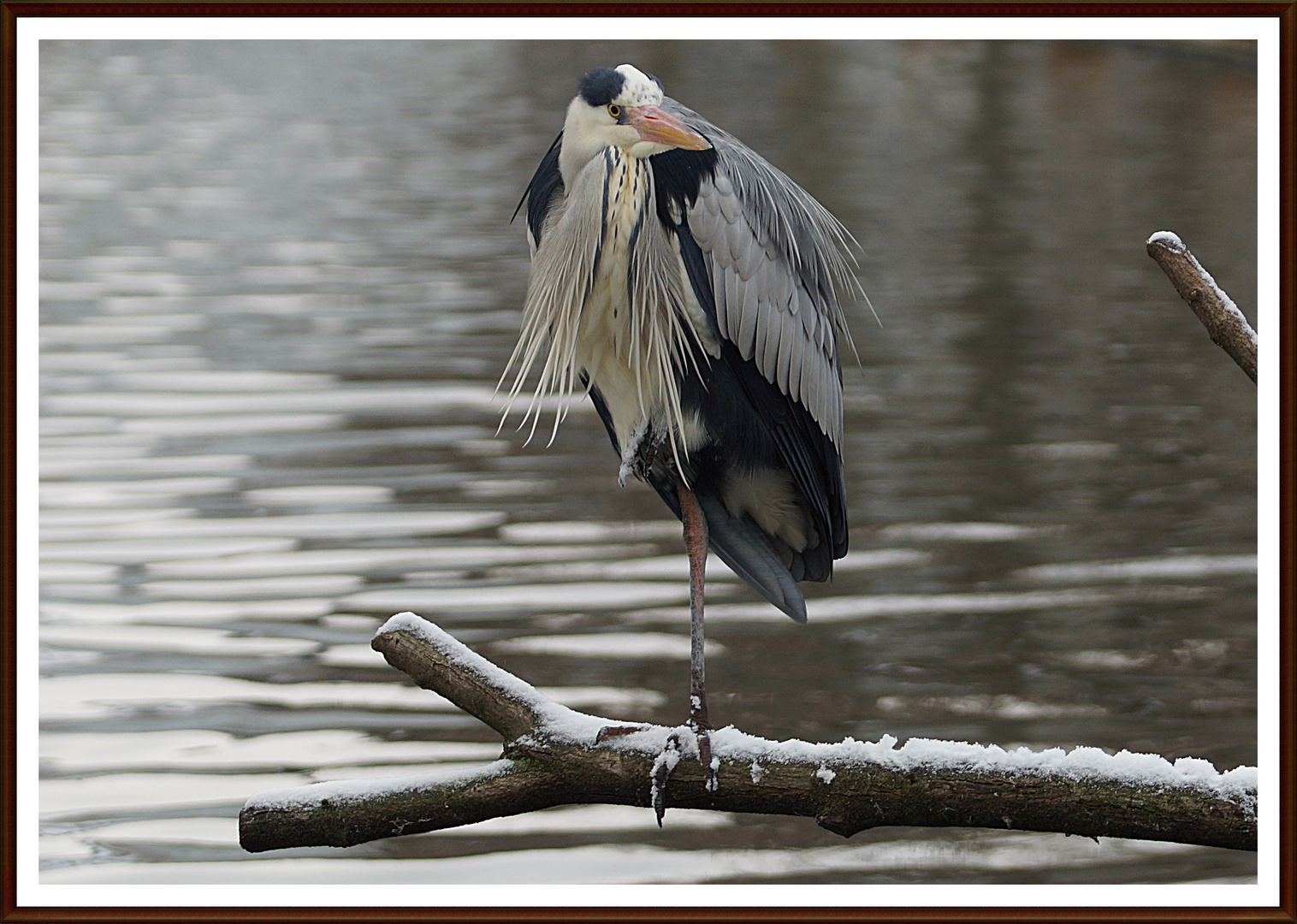 Wann Ist Es Wieder Sommer Foto Bild Tiere Zoo Wildpark