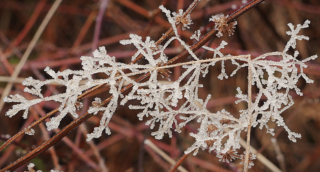 Wann ja wann? - Eisige Kristalle verzaubern Gräser im Januar 2025