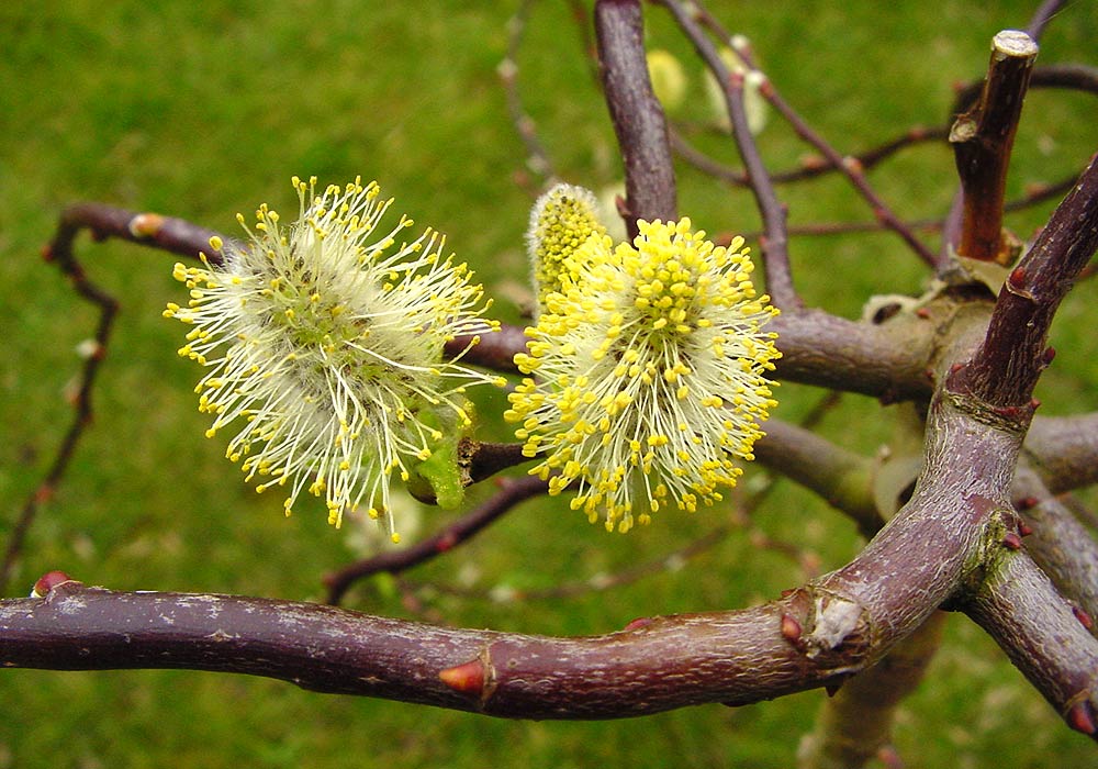 Wann kommen denn die Bienen?