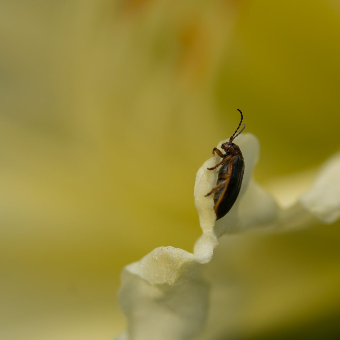 Wann kommen denn Insekten ???