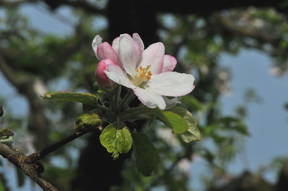 Wann kommen die Bienen endlich?