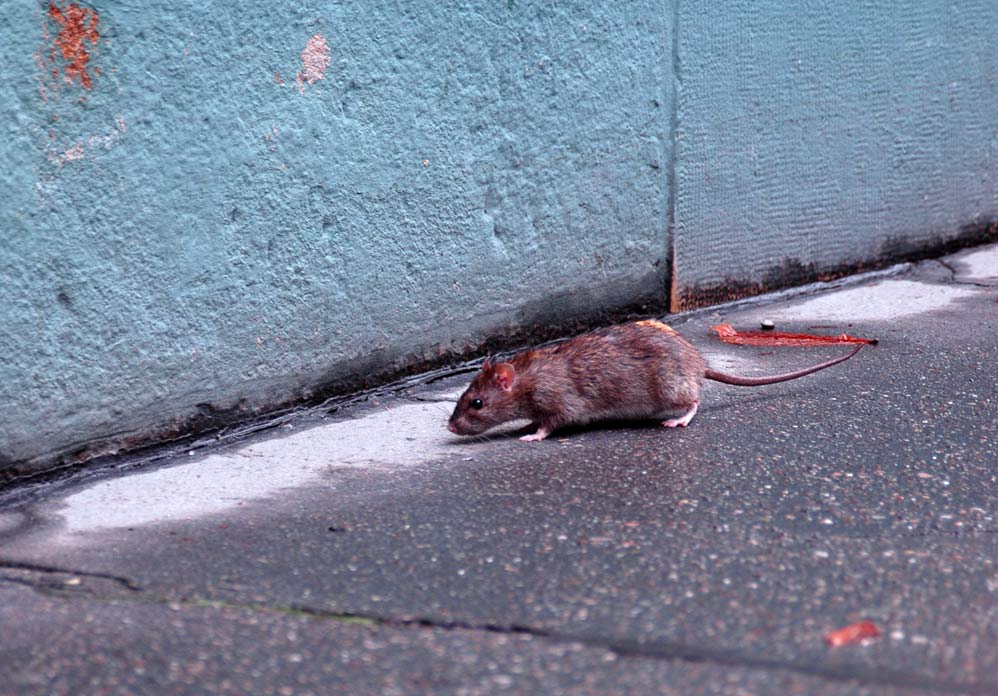 Wann kommen die Ratten aus ihren Löchern?