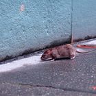 Wann kommen die Ratten aus ihren Löchern?