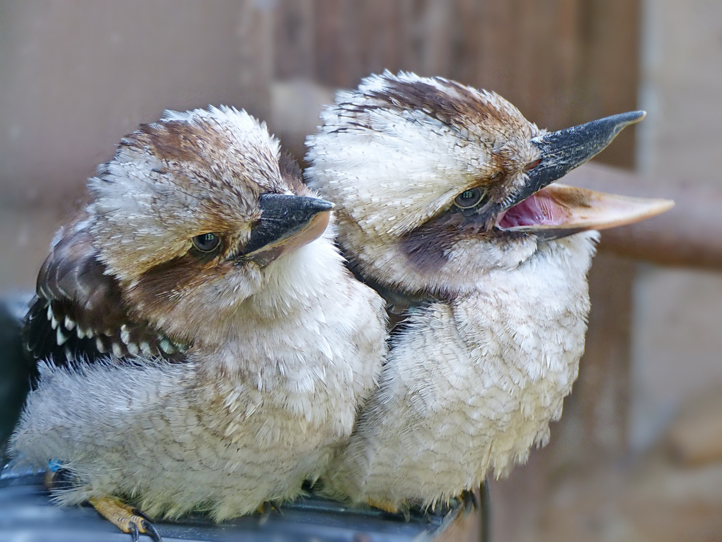 Wann kommen wir denn dran ? Foto & Bild | tiere, zoo ...