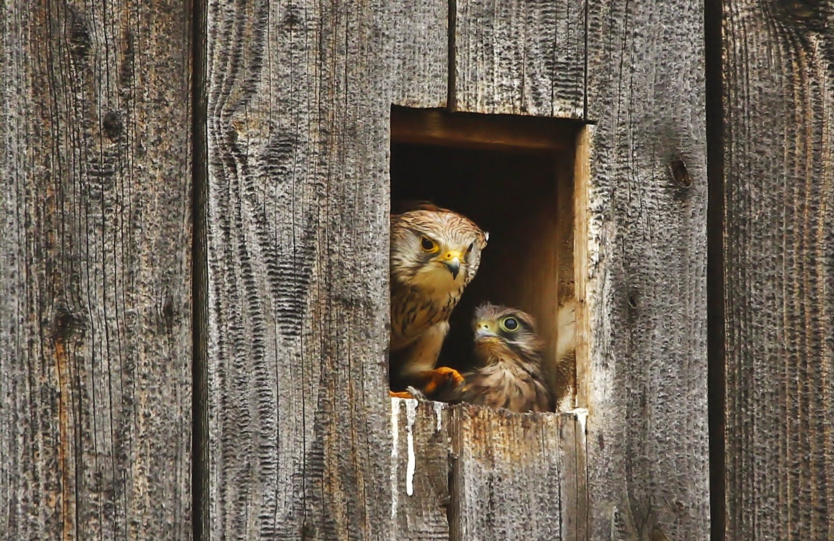 Wann Kommst Du Wieder Mami Foto Bild Tiere Wildlife Wild