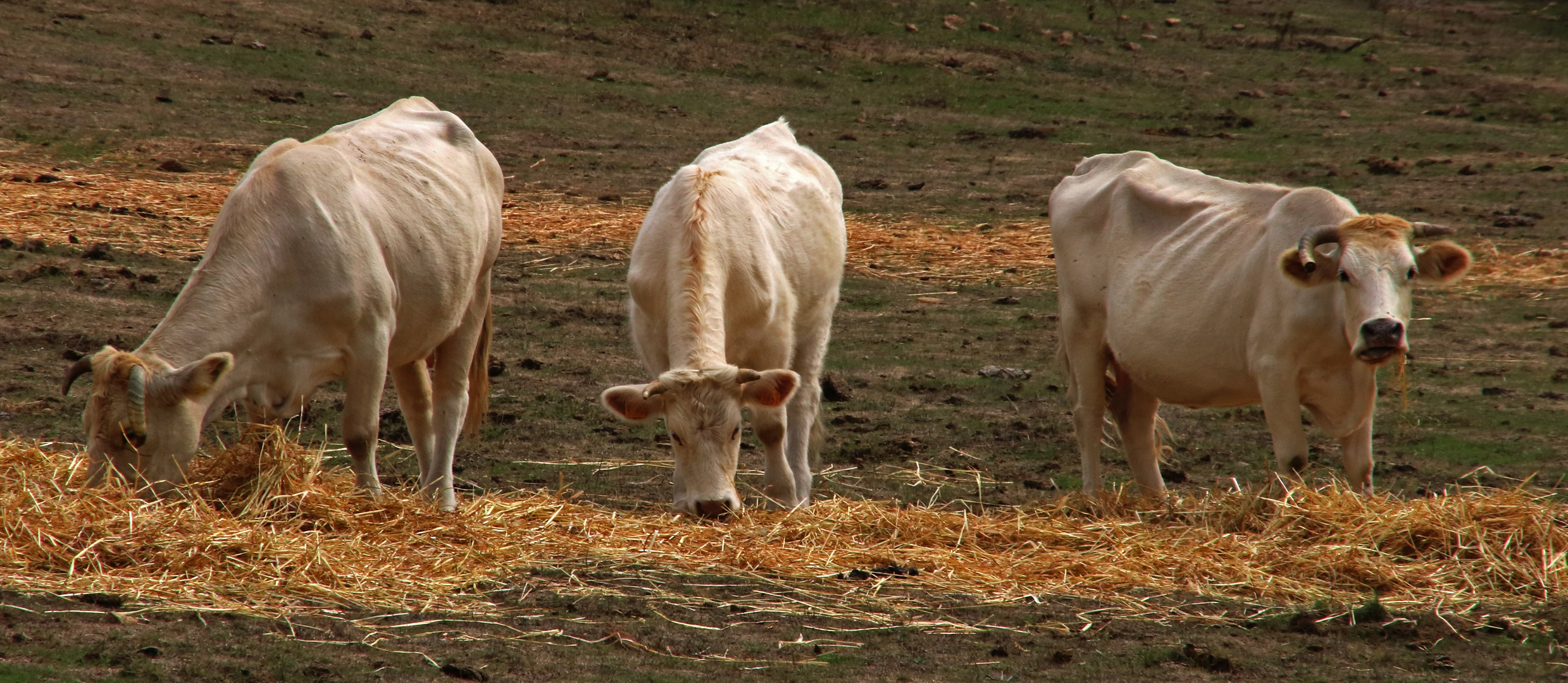 wann kommt das neue gras