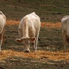 wann kommt das neue gras